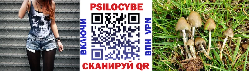 закладка  Великий Устюг  Галлюциногенные грибы Psilocybe 